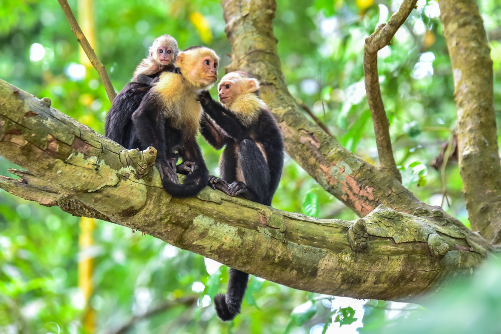 Biodiversidad Manuel Antonio