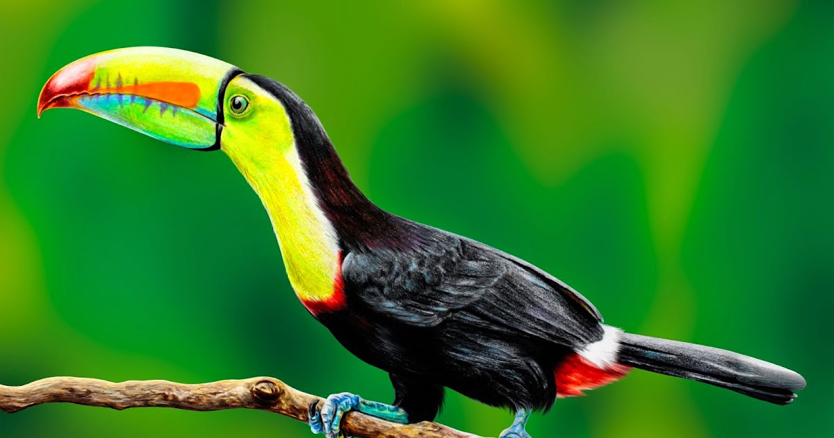 Diego Espitia Tucan Iris Illustrciencia 20 04 2015 794465